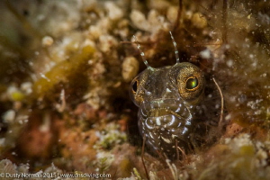 "Say Ahh"
A colorful Blenny close up. by Dusty Norman 